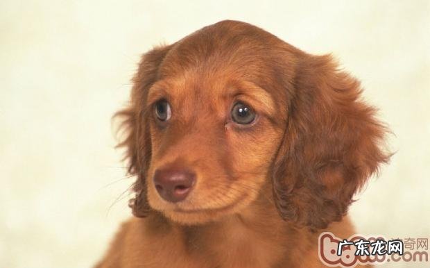 教你怎样训炼吃排便的小狗