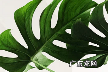 两个抖音账号可以实名认证吗 抖音直播认证怎么解除?实名认证有什么用?抖音怎么解除身份证绑定