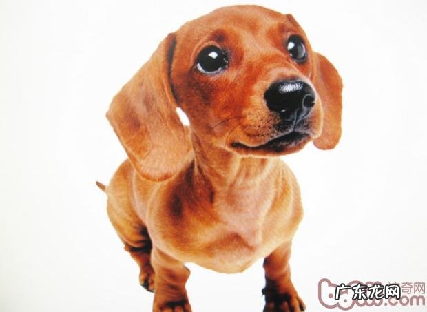 奖赏对训练小狗有非常大协助