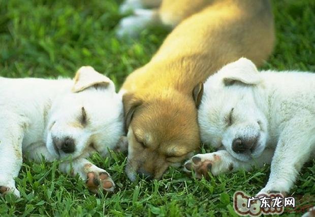 在小狗眼前塑造主人家的威信和权威