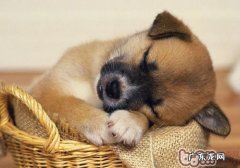 训练小狗的第一步&#8212;-坐