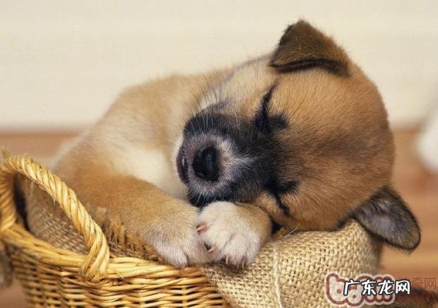 训练小狗的第一步&#8212;-坐