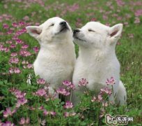 怎样训练小狗的服从意识