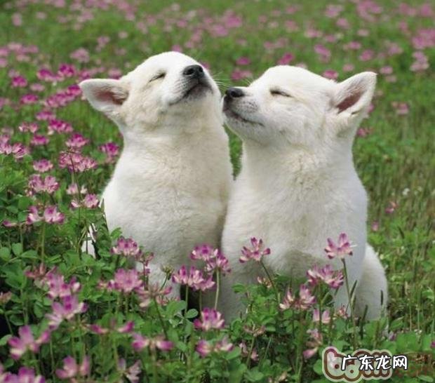 怎样训练小狗的服从意识