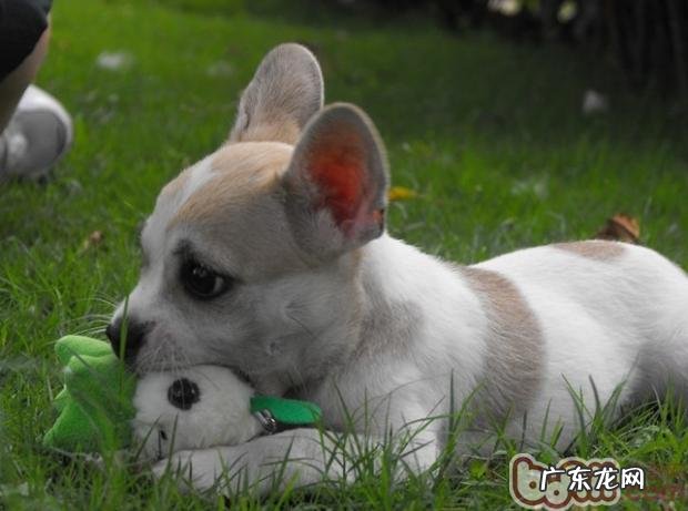 训练小狗的错误观念有什么