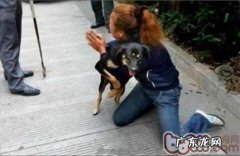 恰当贴近小狗，掌握狗狗咬人真实缘故