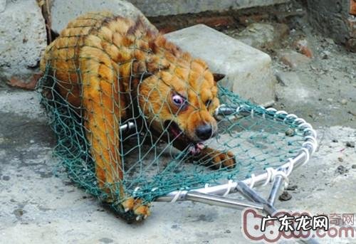 恰当贴近小狗，掌握狗狗咬人真实缘故