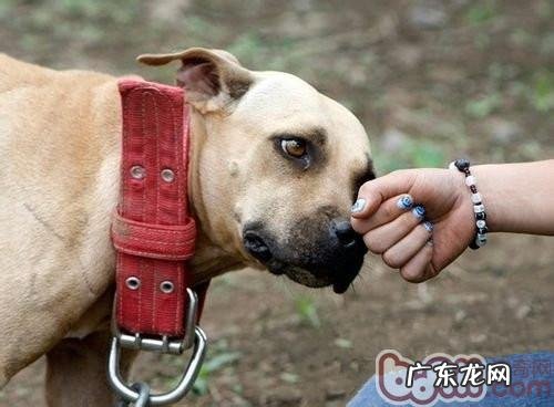 恰当贴近小狗,掌握狗狗咬人真实缘故