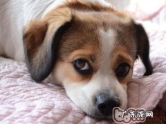 狗狗咬人应该怎么办