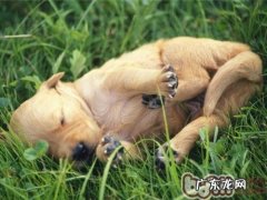 怎样改正小狗的不良习惯