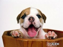 训练小狗要从幼狗刚开始