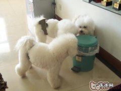 怎样改进小狗翻垃圾箱