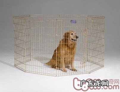 小宠物骨裂手术后如何开展康复训练