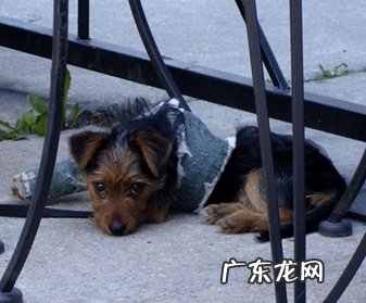 小宠物骨裂手术后如何开展康复训练