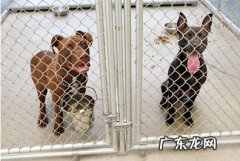 小宠物骨裂手术后如何开展康复训练