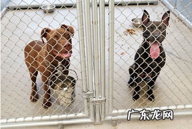 小宠物骨裂手术后如何开展康复训练