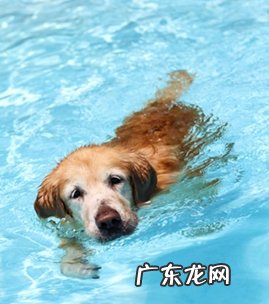 小宠物骨裂手术后如何开展康复训练