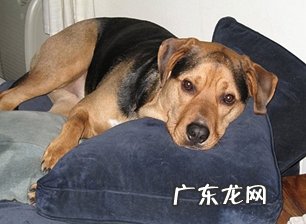 小宠物骨裂手术后如何开展康复训练