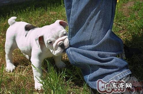怎样训练小狗不咬人人