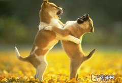 给你分析狗狗打架的缘故