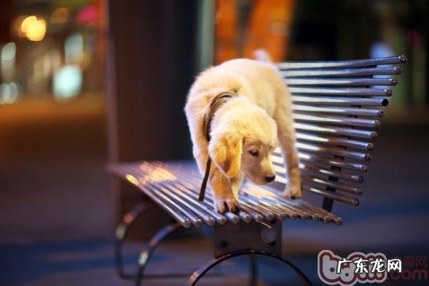 胆怯训练狗狗关键点