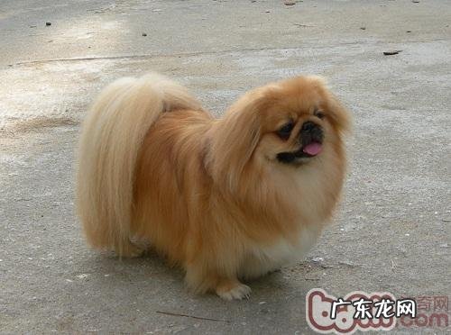 应当让小狗记牢的12项日常生活规定