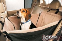 训练小狗不症状的方式