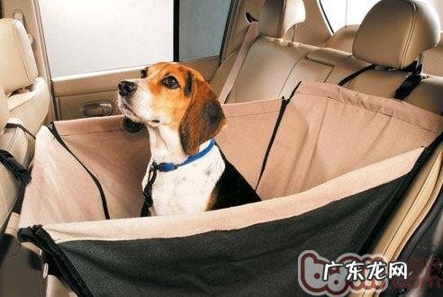 训练小狗不症状的方式