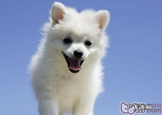 塑造小狗生长习性的8大关键点