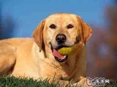 在家里怎样训练小狗学好基本专业技能