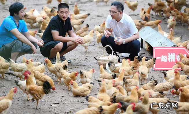 拼多多投入100亿设立“农研专项”,陈磊挂帅,继续耐心做农业