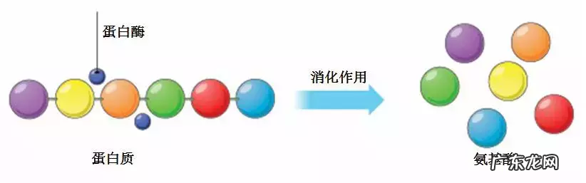大麦青汁的作用与功效,能减肥吗?