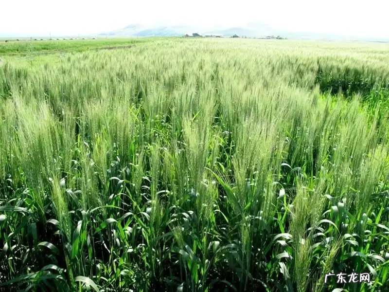 大麦青汁的作用与功效,能减肥吗?