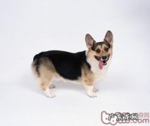 撩拨小狗是错误引导小狗