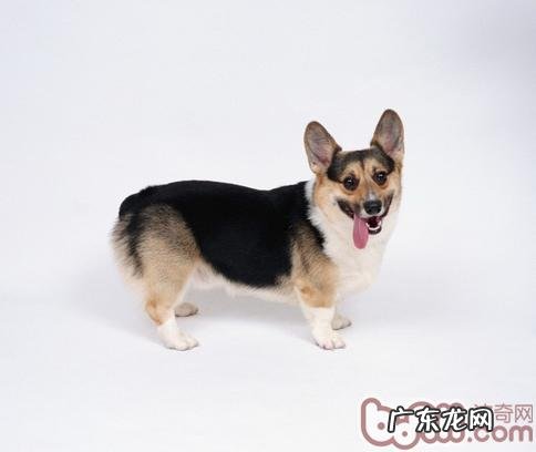 撩拨小狗是错误引导小狗