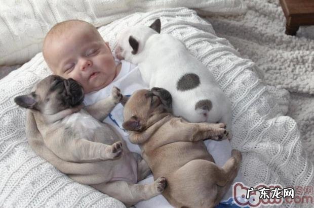 新生儿带回去怎样与家中的小狗交往