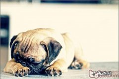 怎样训练小狗不怕火花