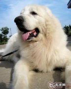 如何训练小狗戴颈圈