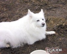 训练小狗静座有窍门