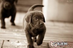 小狗啃咬物品能预防吗