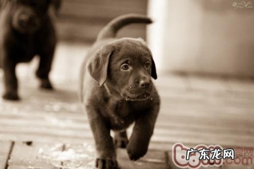 小狗啃咬物品能预防吗