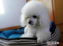 怎样训练小狗将前面抬起来