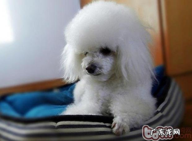 怎样训练小狗将前面抬起来