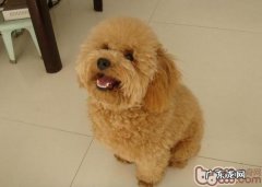 如何训炼你的小狗学好钻木箱包装