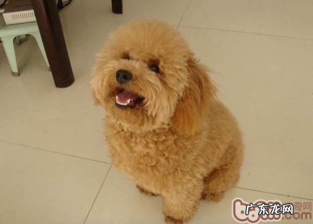 如何训炼你的小狗学好钻木箱包装