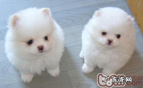 危害小狗性情的几类要素