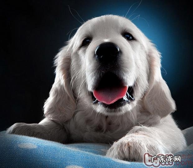 自小塑造小狗好性情