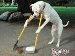 小狗指定大便疑难问题答疑解惑