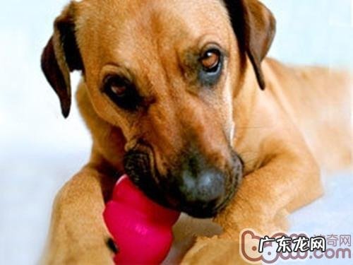 怎么让狗狗爱上益智类玩具