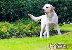 训炼幼狗从来不能够刚开始